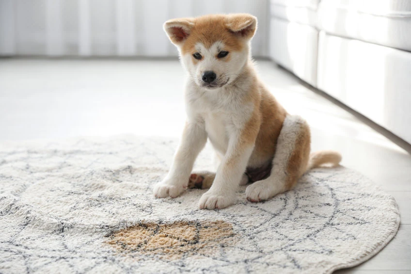 Puppy beside a stain on a patterned rug