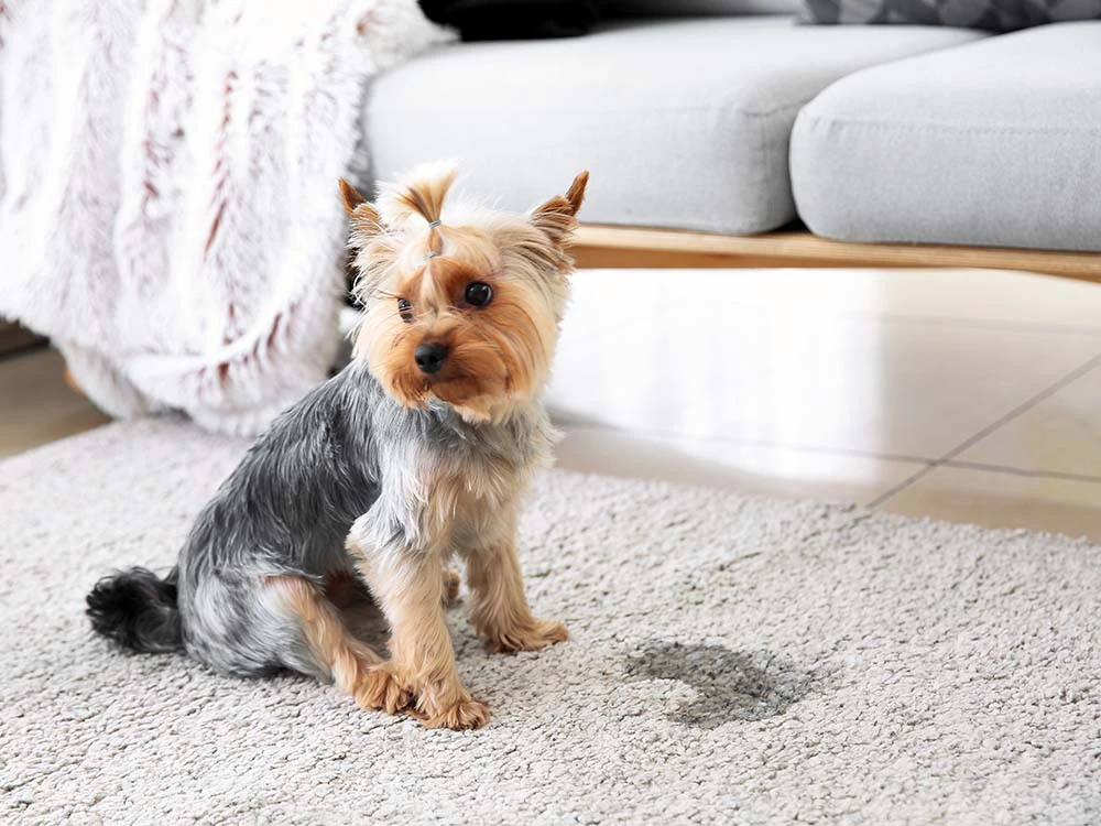 Pet Stain & Odor Removal